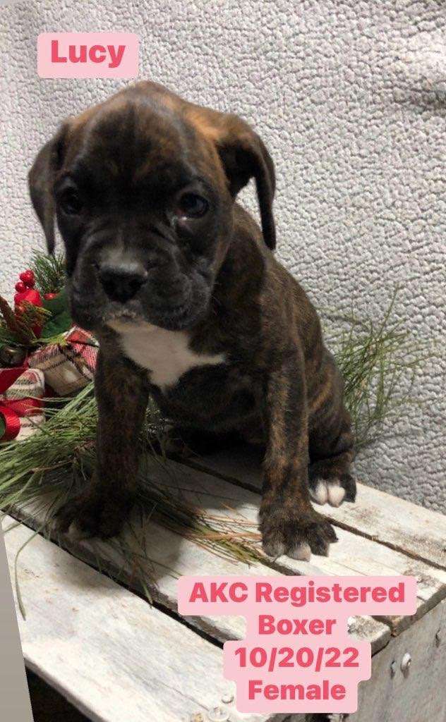 Lucy