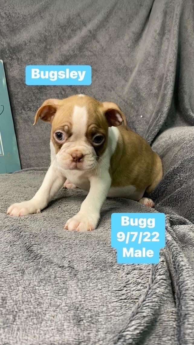 Bugsley