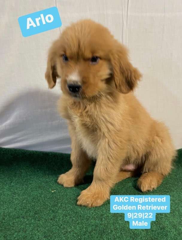 Arlo