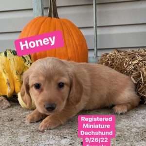 Honey