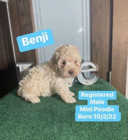 Benji