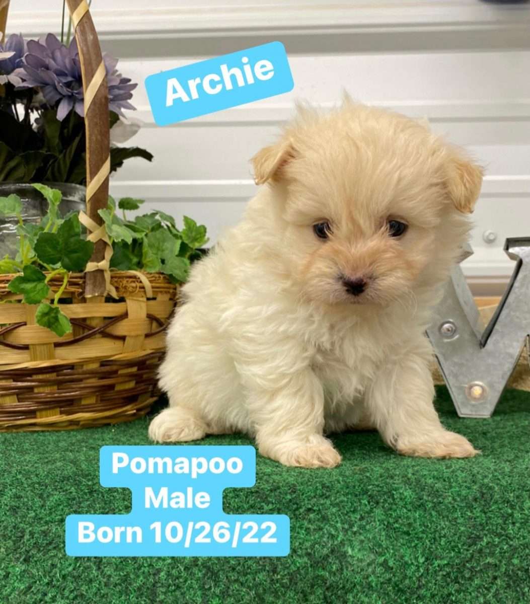 Archie