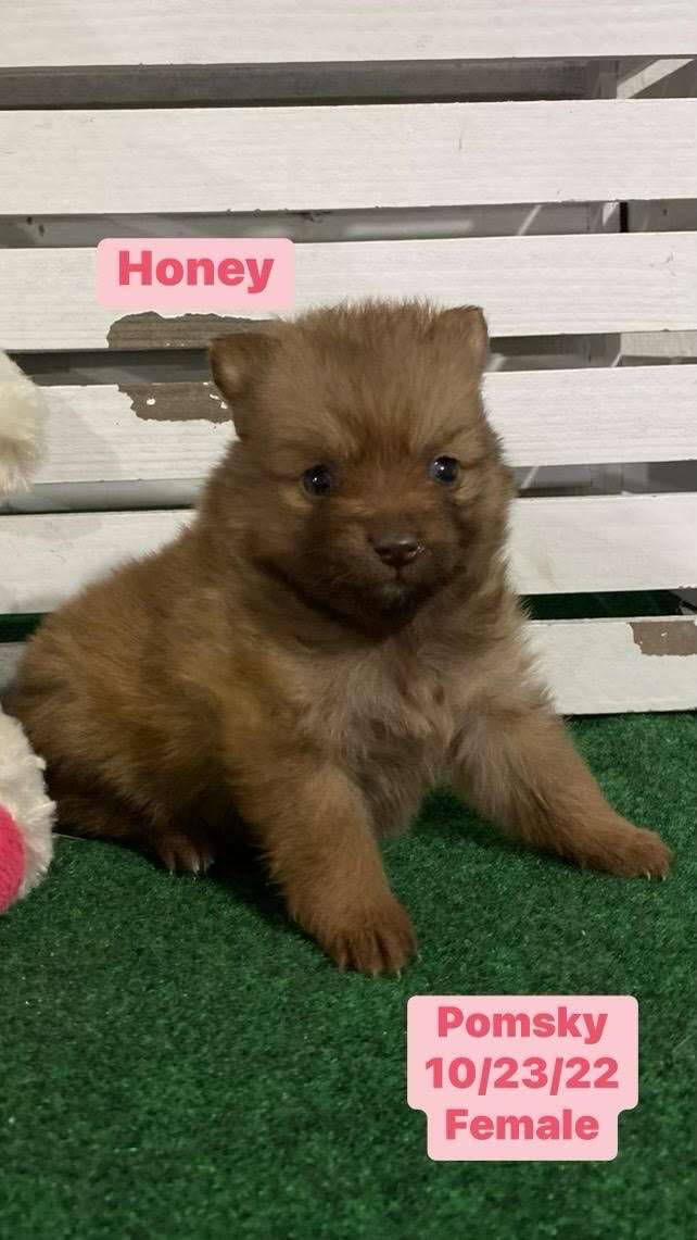 Honey